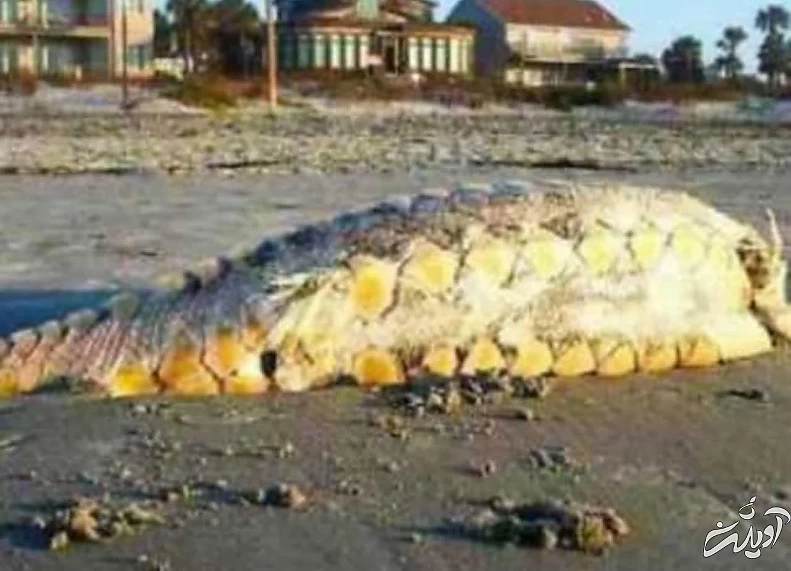 عجیب ترین موجوداتی که در سواحل دریاها کشف شدند